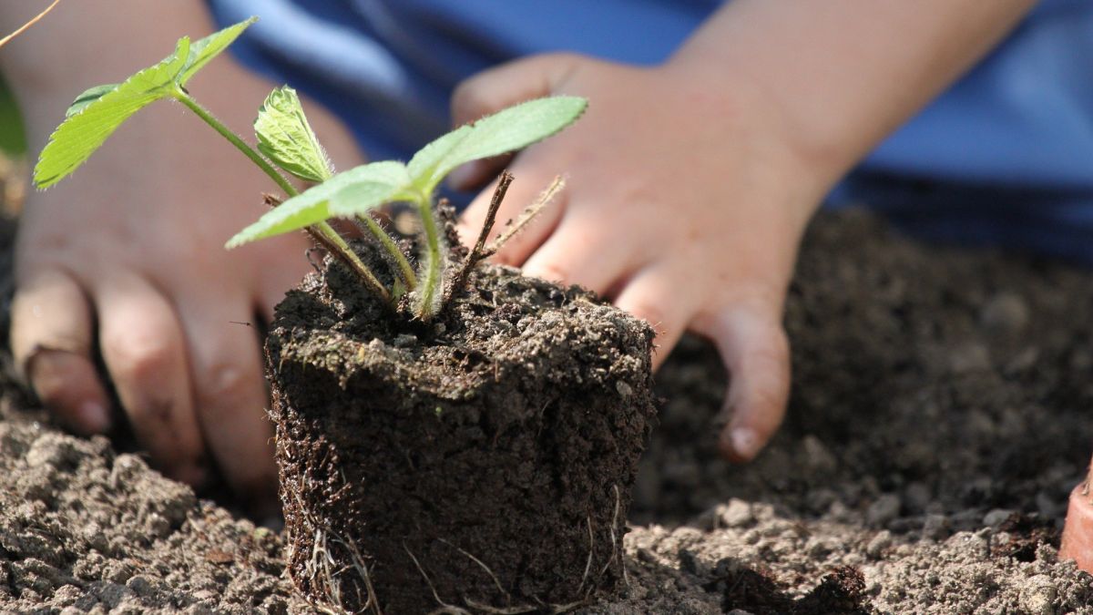 Symbolfoto Garten, Pflanze von Pixabay.com/Kurt Bouda
