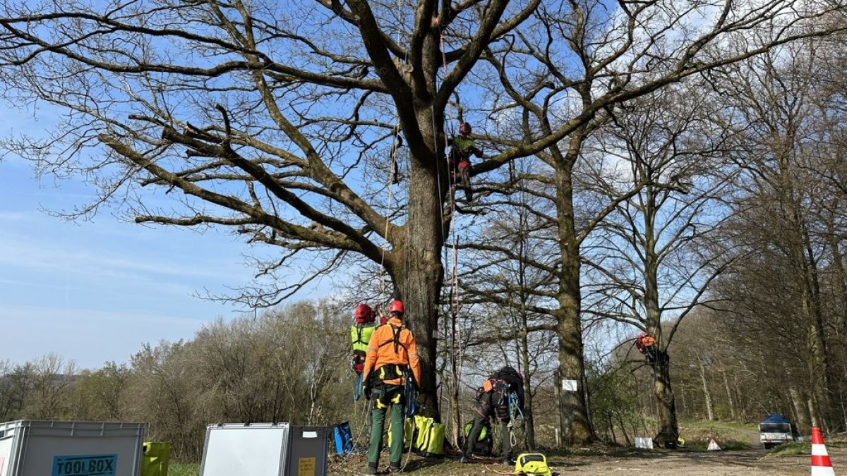 An fünf Tagen lernten die Teilnehmer alles zum Thema Baumpflege im Bereich der Seilklettertechnik. von privat