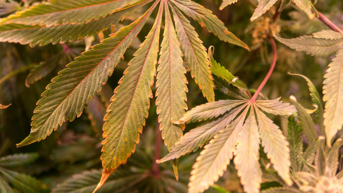 Die Polizei nahm zwei mutmaßliche Drogendealer in Siegen und Neunkirchen fest. von Nils Dinkel