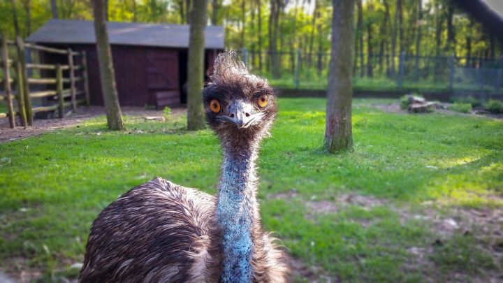 Ein Emu in einem Gehege.