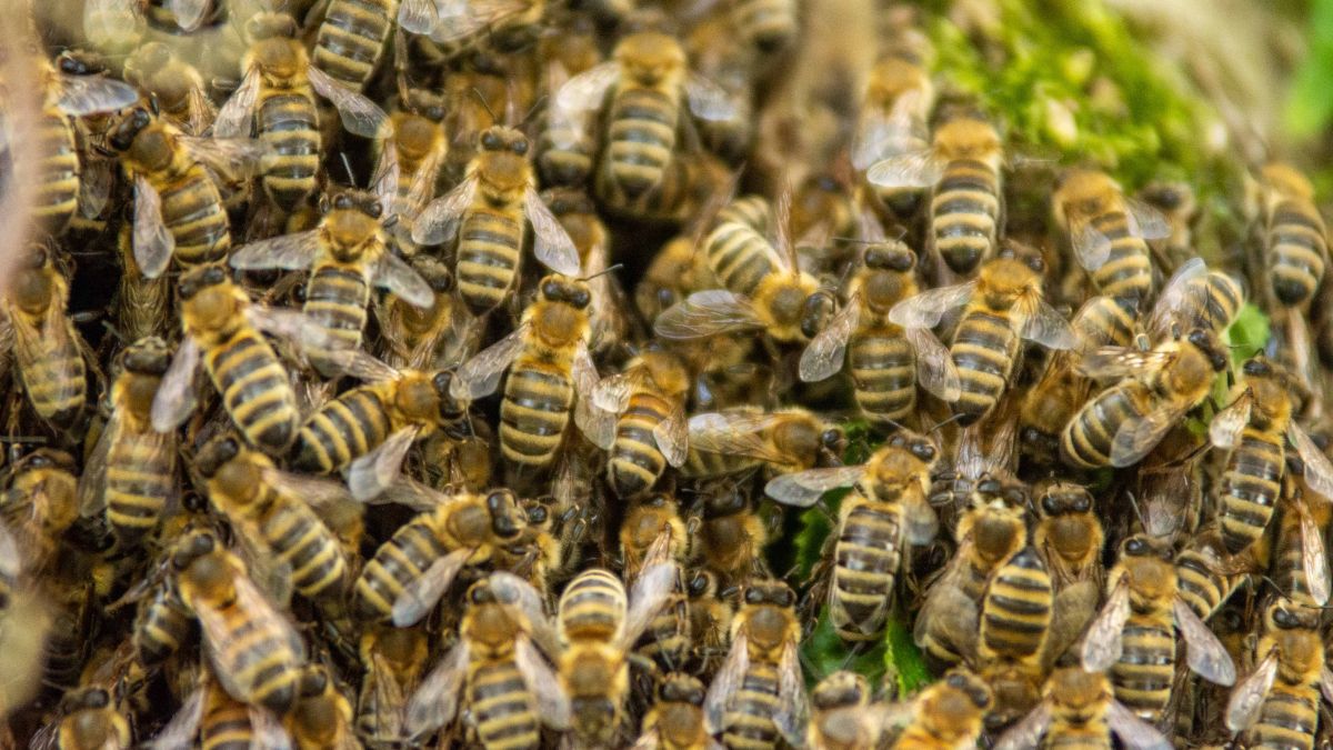 Keine Panik: Ausschwärmende Bienen im Kreis Olpe