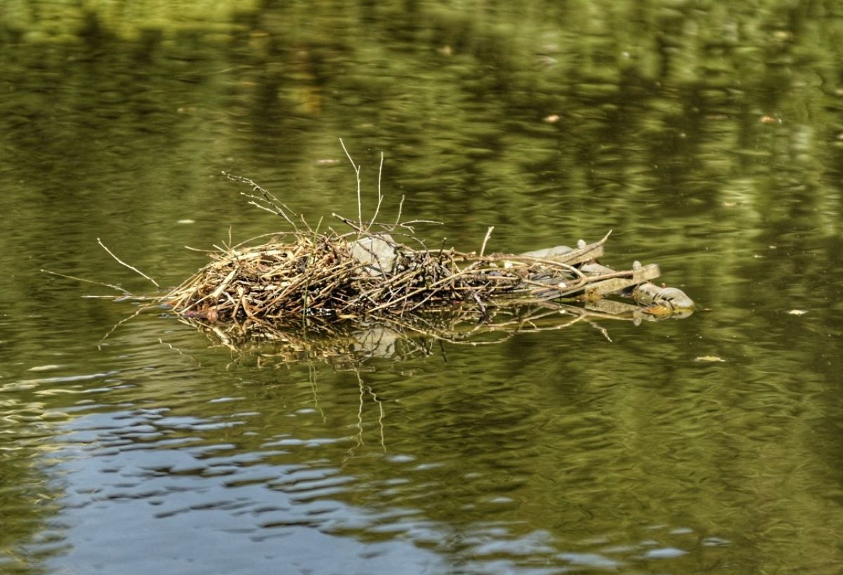 Das leere Nest auf der Wasserfontäne. von Nils Dinkel