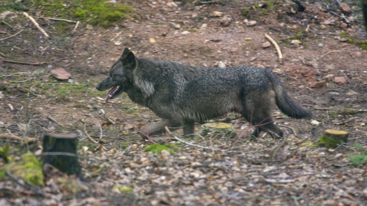 Symbolfoto: Ein Mackenzie-Wolf, der im Panorama Park lebt.