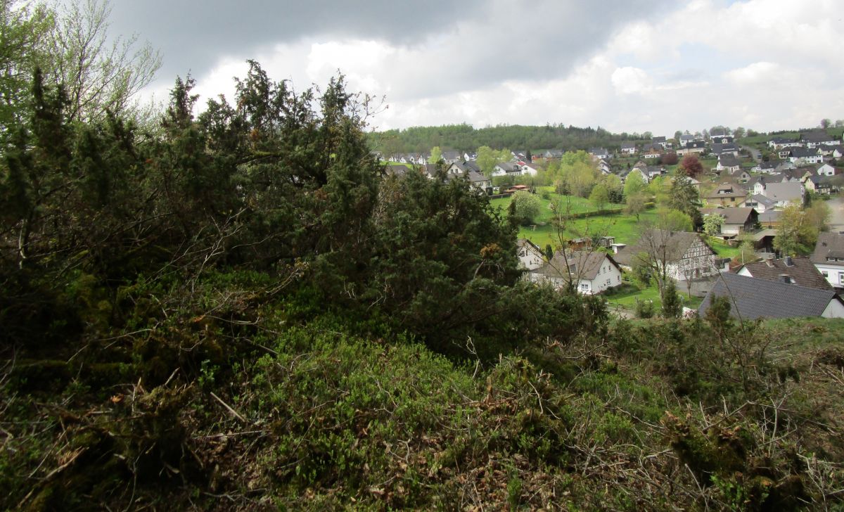 An dem Hang oberhalb von Neuenkleusheim befindet sich der in der heutigen Kulturlandschaft sehr seltene Lebensraum einer Wacholderheide. von Kreis Olpe