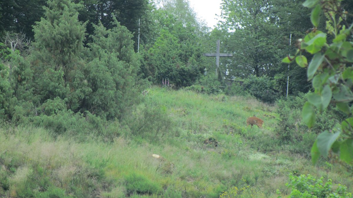 Das Foto zeigt die Wacholderheide in der Nähe des Neuenkleusheimer Ehrenmals. von Kreis Olpe