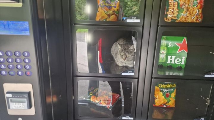 Die eingesperrte  Katze in einem Verkaufsautomaten am Fahrradweg in Fehrenbracht war schon ein...