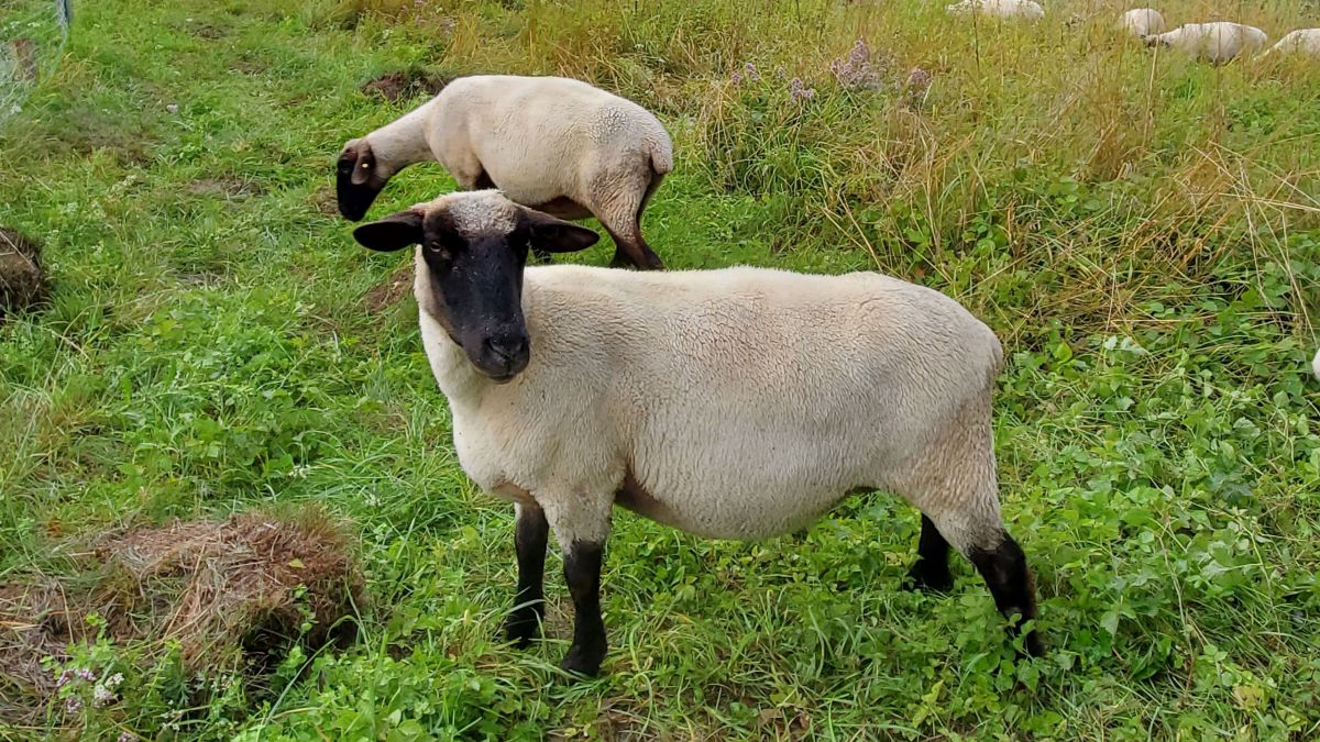 Anstelle von Rasenmähern, übernehmen Schafe diese Aufgabe. von privat