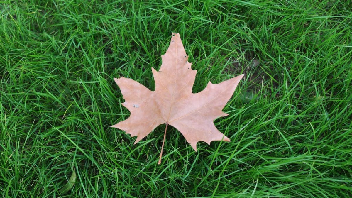 Auch im Herbst braucht der Rasen Pflege. von pexels.com