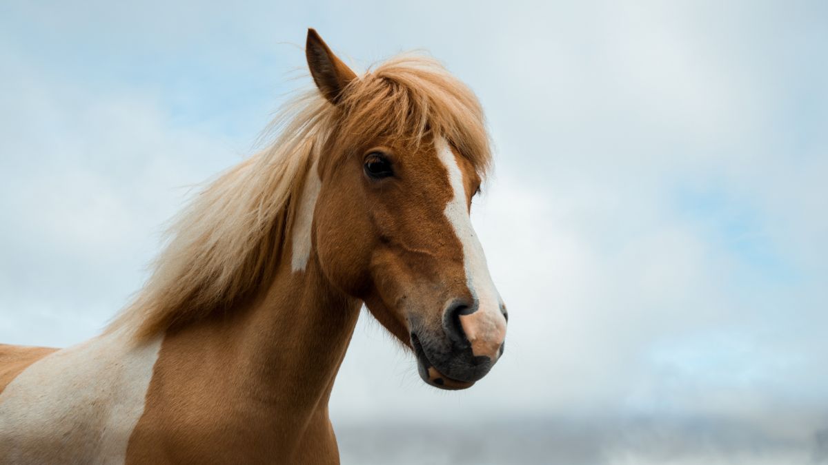Symbolfoto Pferd von Unsplash
