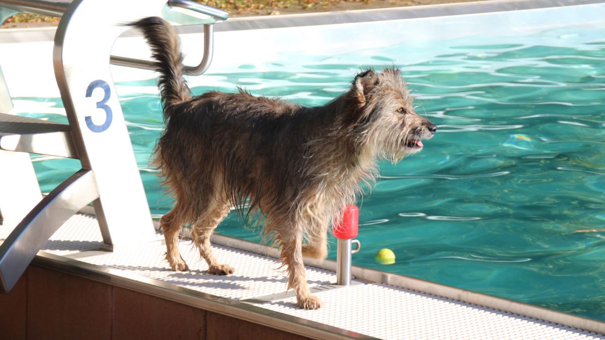 Einmal im Jahr dürfen Hunde nach Herzenslust im Becken des Olper Freibades planschen. von Lorena Klein