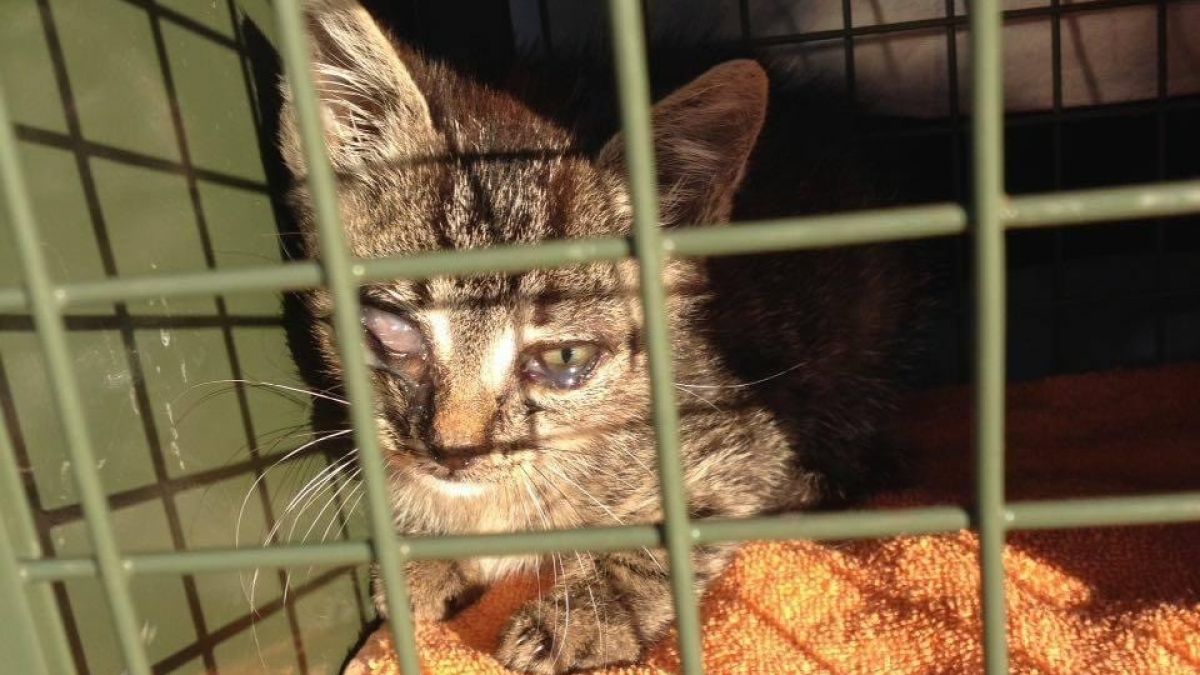 In ihrem Antrag fordert die UWG-Fraktion Wenden, sich mit der Situation der streunenden Katzen zu beschäftigen (Archivfoto). von Pfötchenclub Olpe