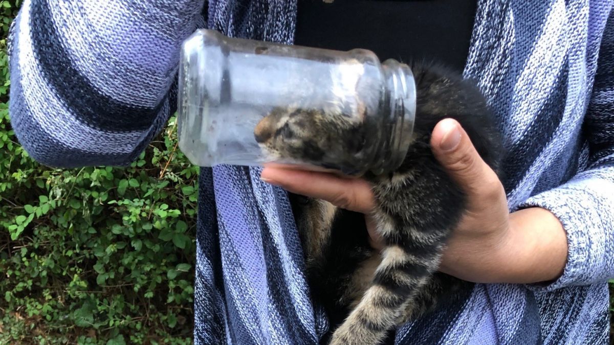 In der Fall bzw. im Einmachglas steckte diese junge Katze. Die Polizei konnte das Tier befreien. von privat