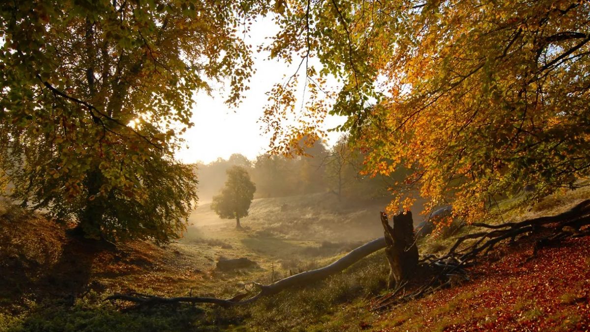 Symbolfoto von heimatnatur-derfilm.de/