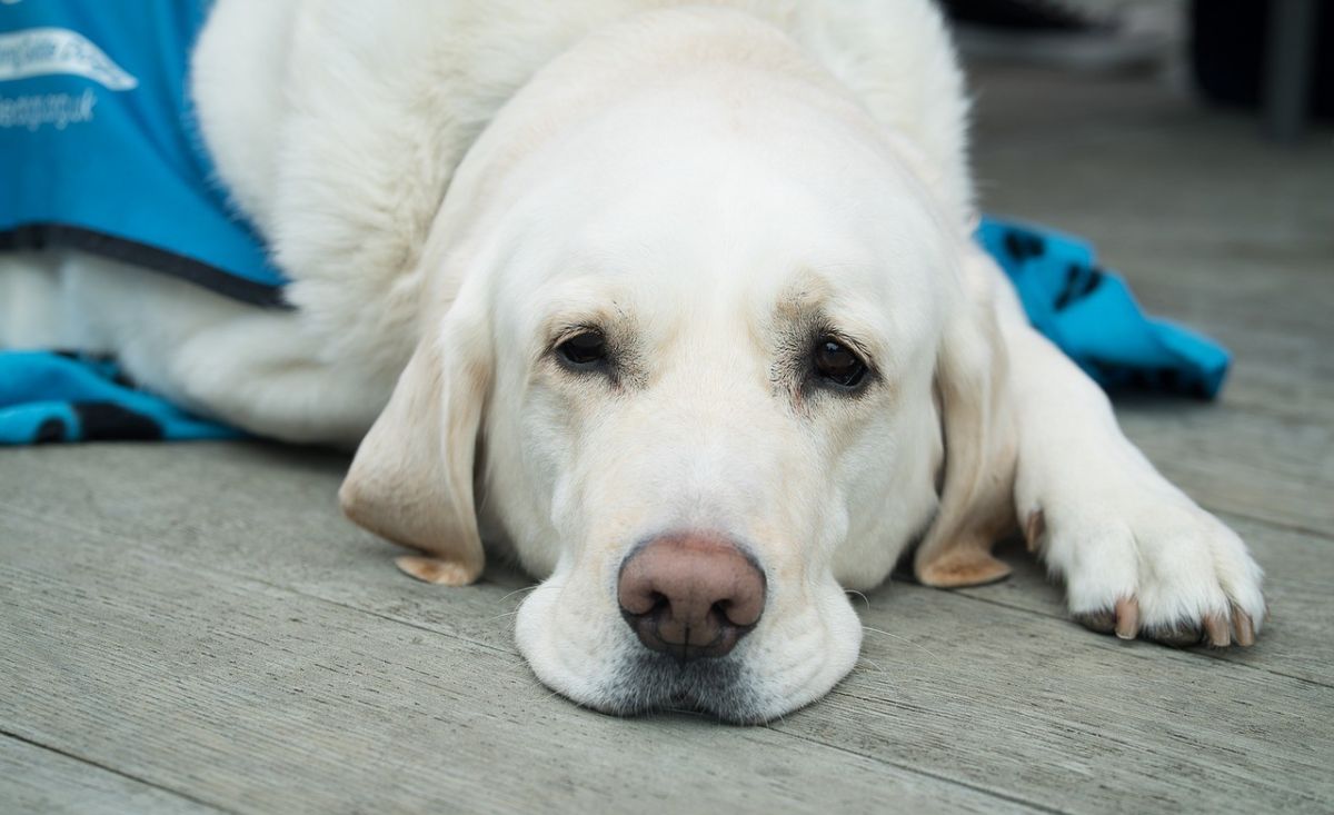 Für Hunde wird in Olpe eine höhere Steuer fällig. von Pixabay.com