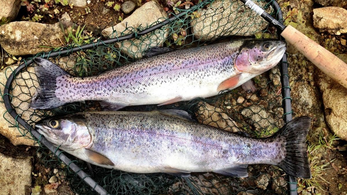 Zwei Forellen in einem Kescher - Symbolfoto von Pixabay.com