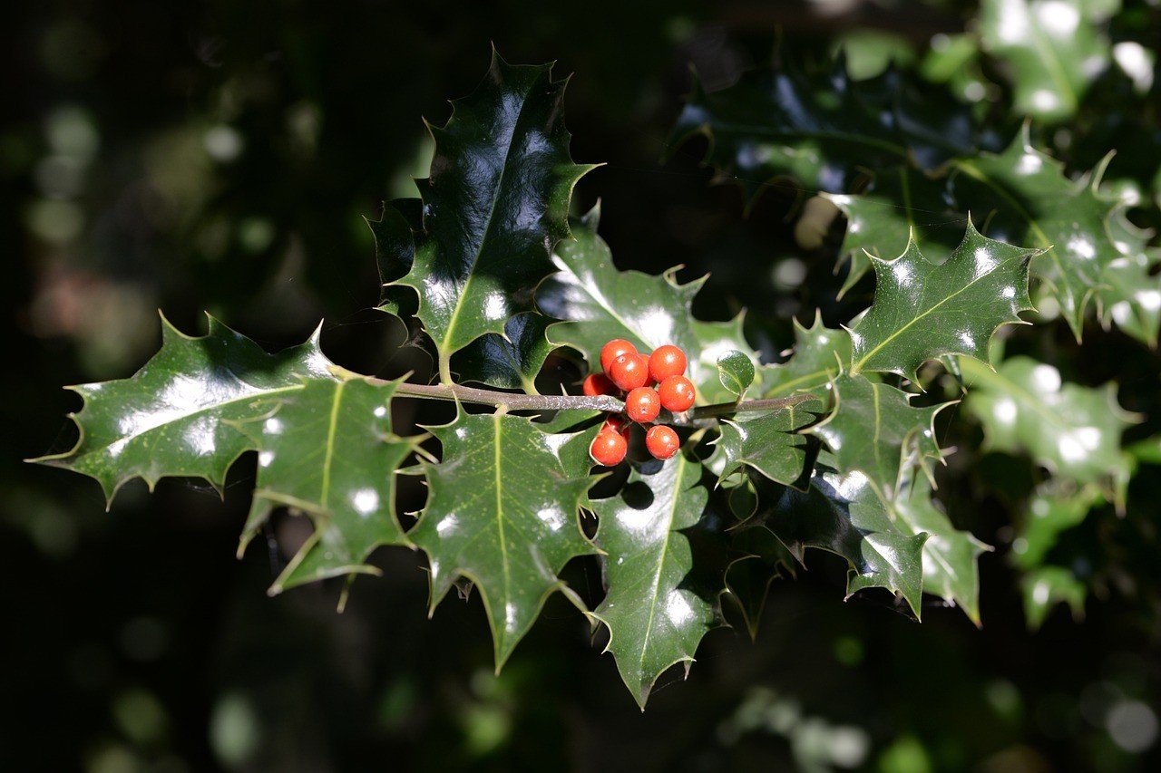 Ilex gehört zur Familie der Stechpalmen-Gewächse. von pixabay