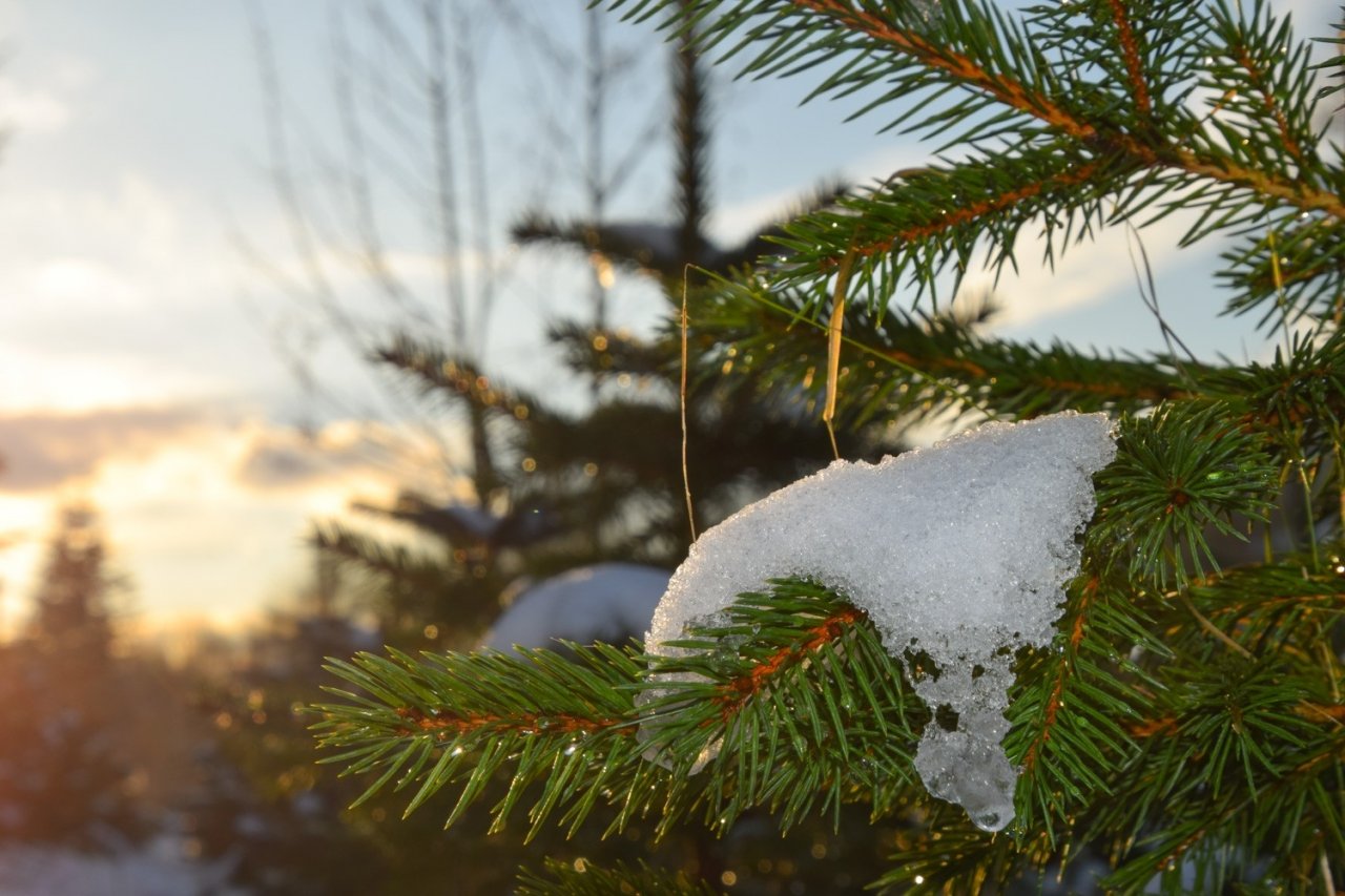 Die Tanne fand schon im 16. Jahrhundert zur Weihnachtszeit ihren Weg in die Häuser. von LP