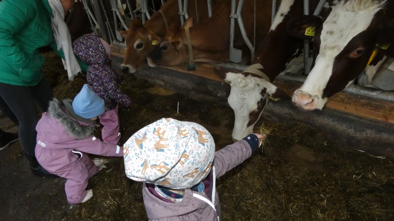 Auf dem Hof Richard durften die Kinder sogar die Kühe füttern. von privat