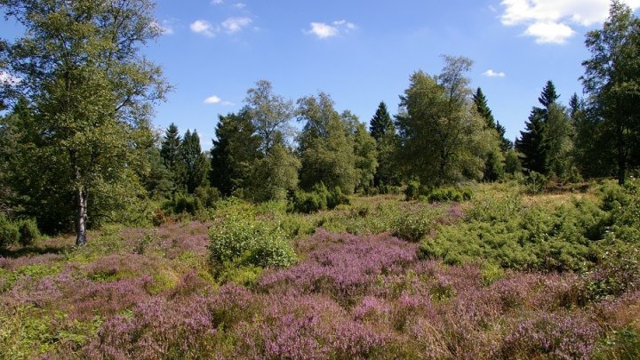 Die „Heinsberger Heide“ ist ein besonders eindrucksvolles Beispiel für die seltenen...
