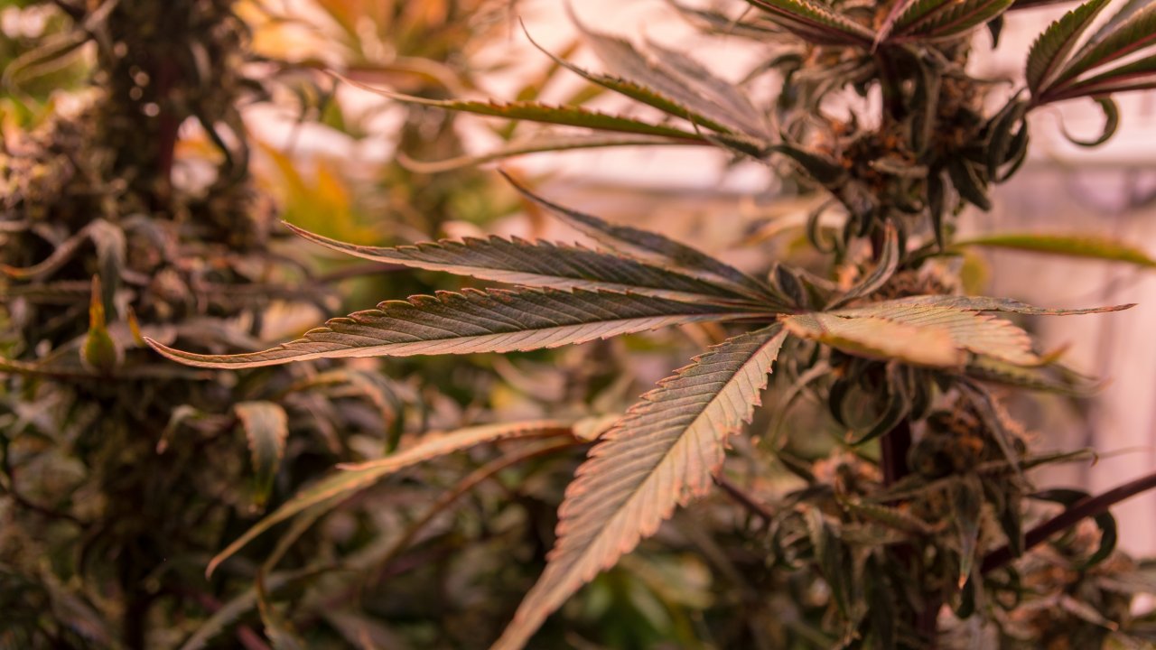 Symbolfoto: Der Bundestag hat ein Gesetz zur kontrollierten Freigabe von Cannabis verabschiedet. von Nils Dinkel