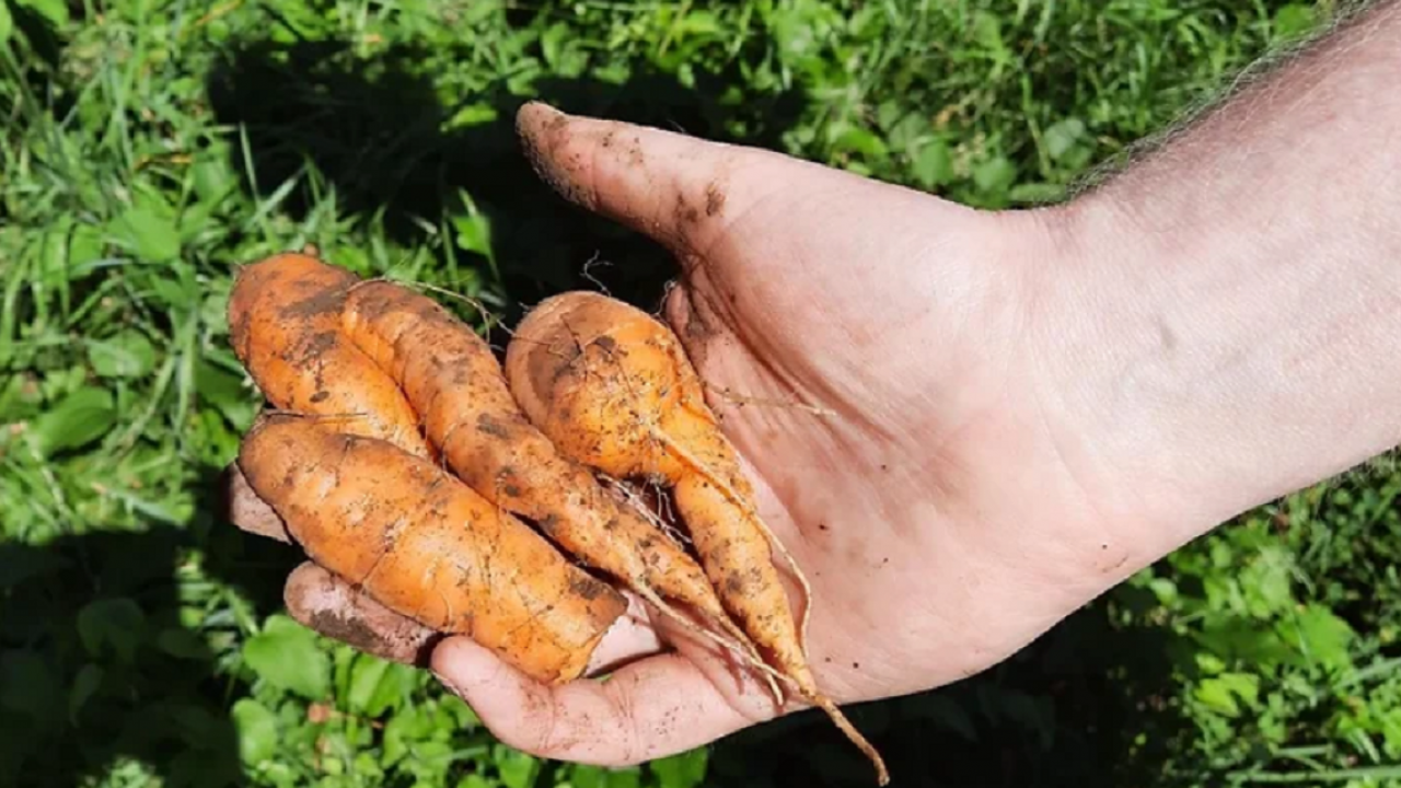 Karottenernte im Verein Olper Gemeinschaftsgärten. von privat