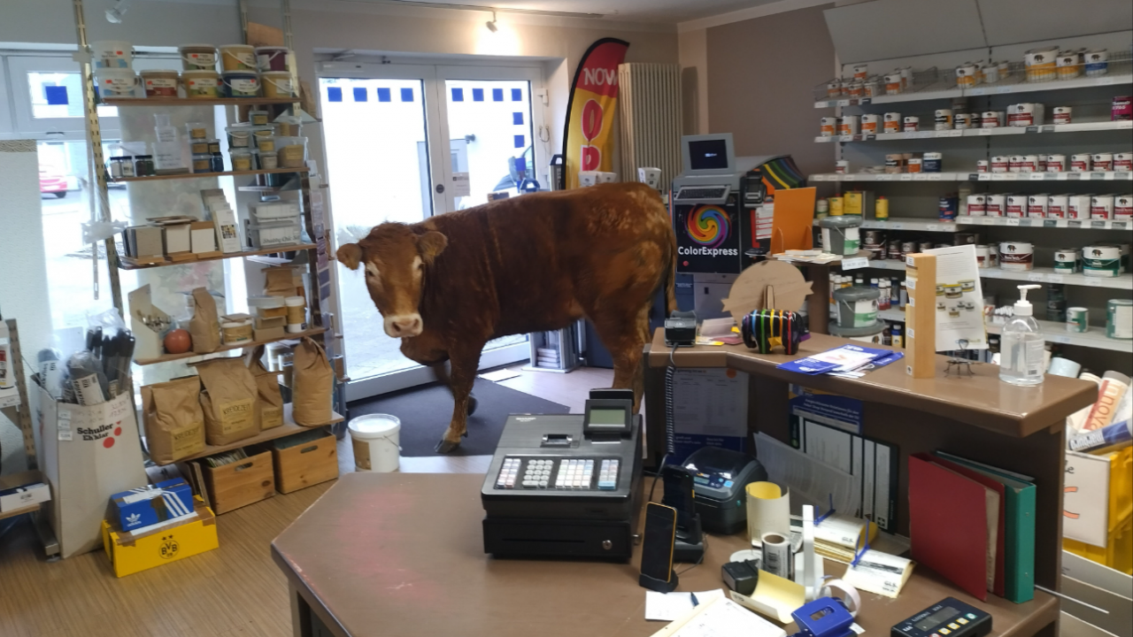 Die Kuh im Ladenlokal in Drolshagen wusste sich zu benehmen. von Farbhaus Schulte