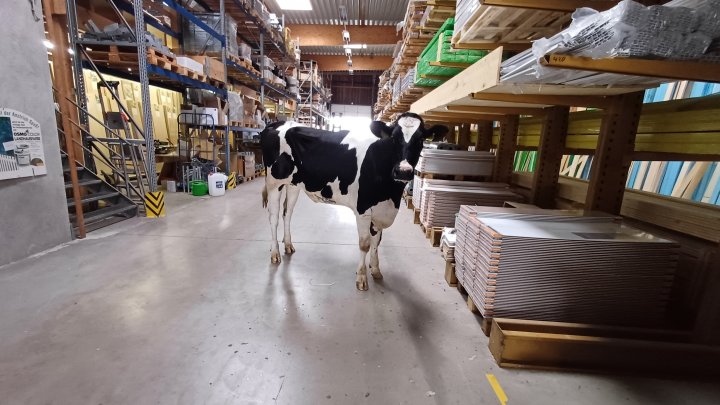Kuh auf Shoppingtour: Vierbeinige Besucherin erkundet Holz Dransfeld