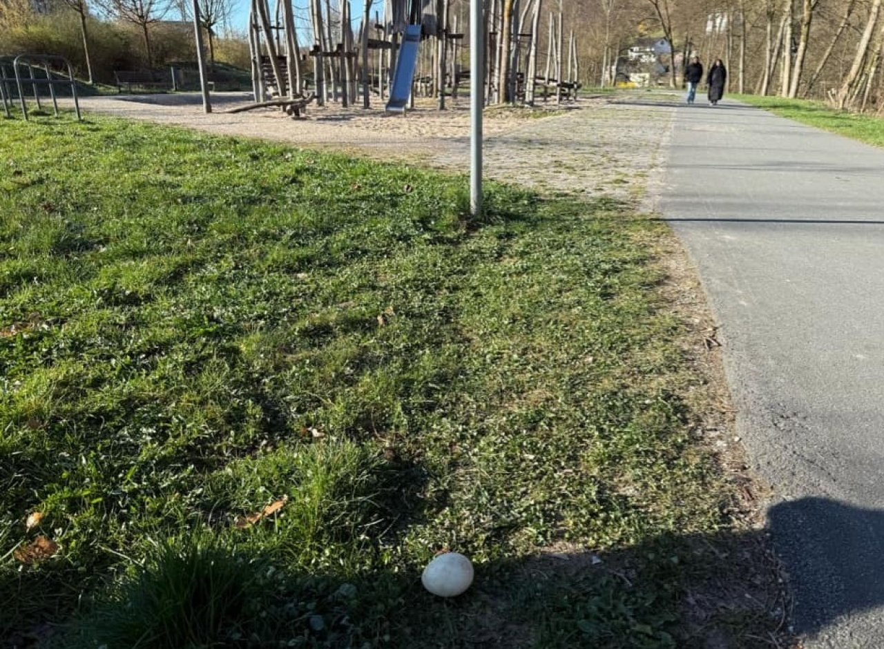 Die Befürchtungen vieler Finnentroper Bürger sind nun wahrgeworden: Im Lennepark wurde ein Schwanenei gefunden. Dabei sollte ein kürzlich errichteter Zaun den Schutz des Schwanennests sicherstellen. von privat