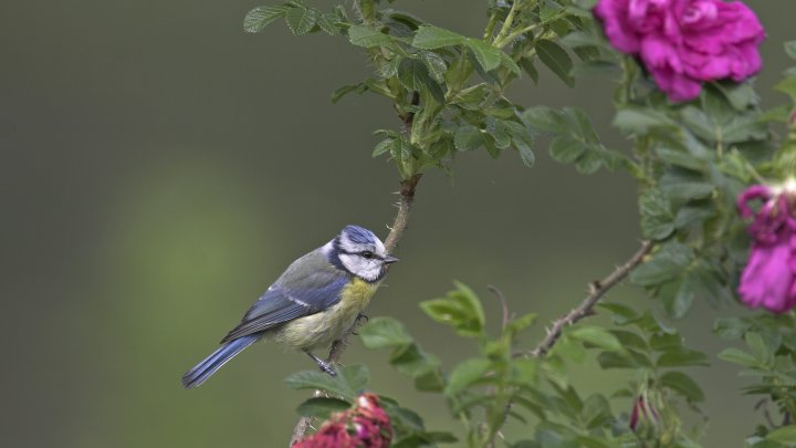 Eine Blaumeise sitzt auf einer Kartoffelrose.