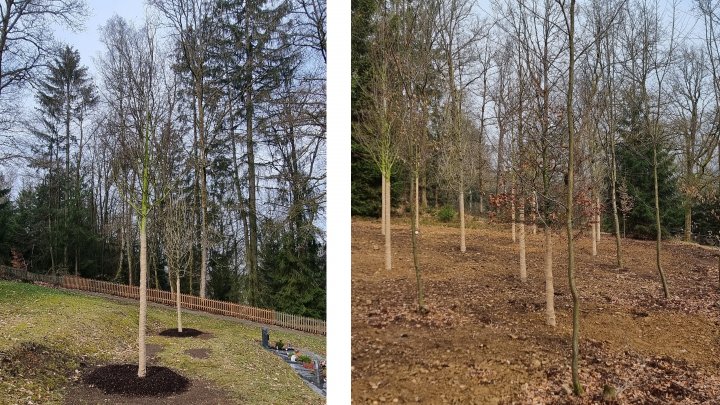 Neue Bäume sind im Bestattungswald in Sondern (r.) und auf dem Friedhof gepflanzt worden.
