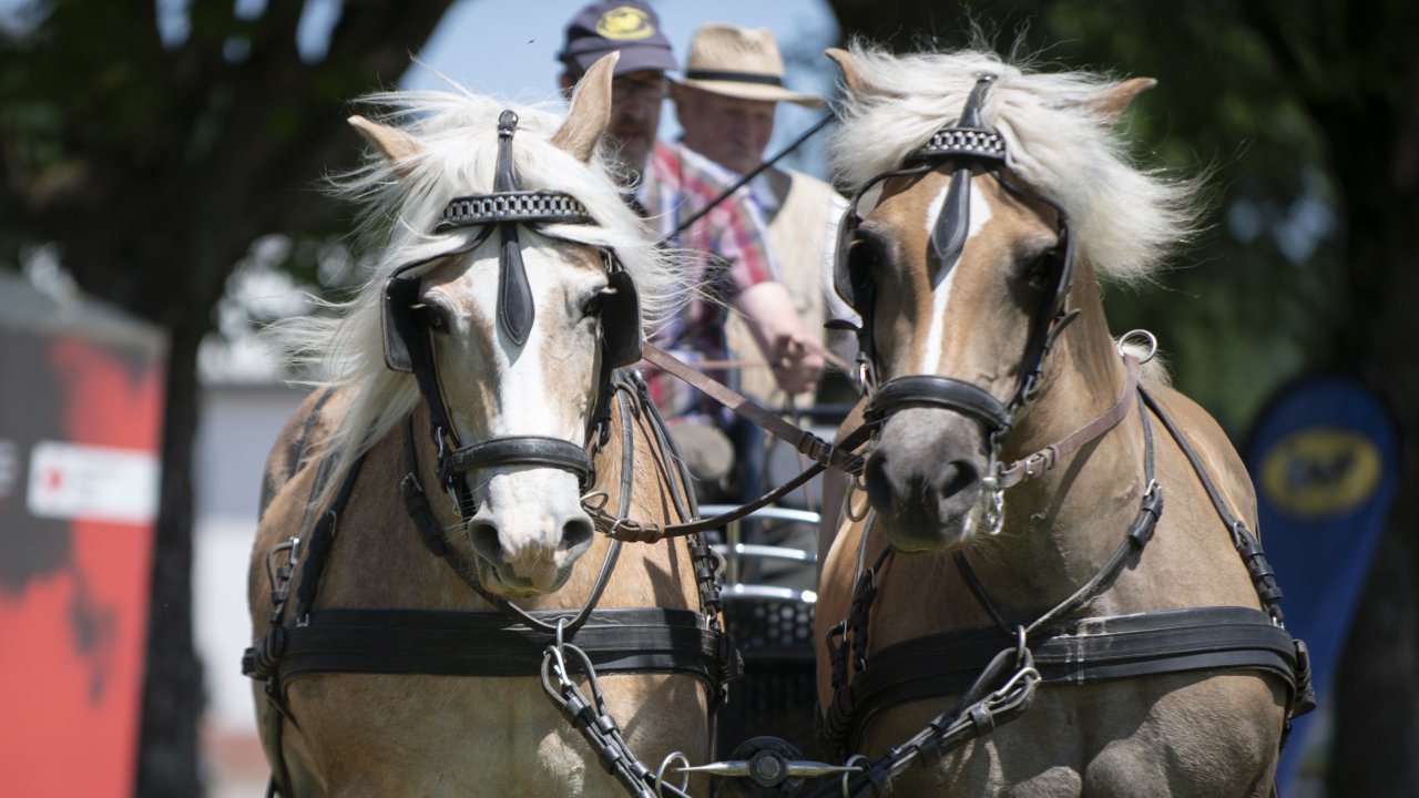 20 Jahre auf Achse – Mit Pferd und Herz durch das Sauerland