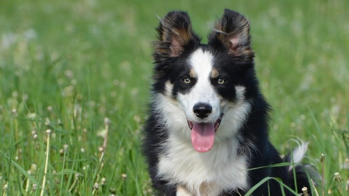 Freilaufende Hunde in der Wiese stellen eine Gefahr für Wild- und Nutztiere dar.