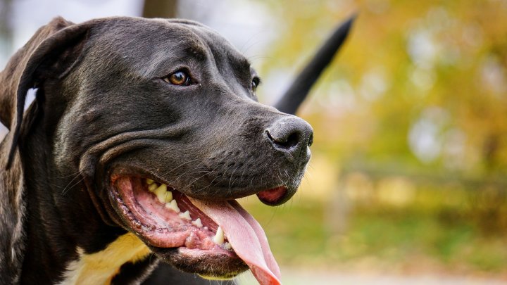 Symbolfoto Hund