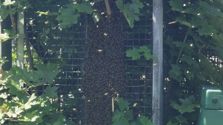 Ein Bienenvolk löste am Dienstag, 14. Mai, einen Polizeieinsatz in Siegen aus.