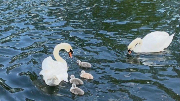 Vier Schwanenküken sind Mitte Mai in Finnentrop geschlüpft.