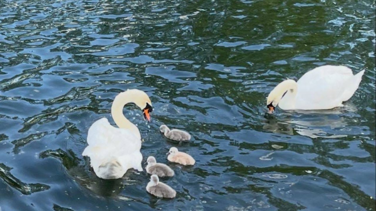 Vier Schwanenküken sind Mitte Mai in Finnentrop geschlüpft. von privat