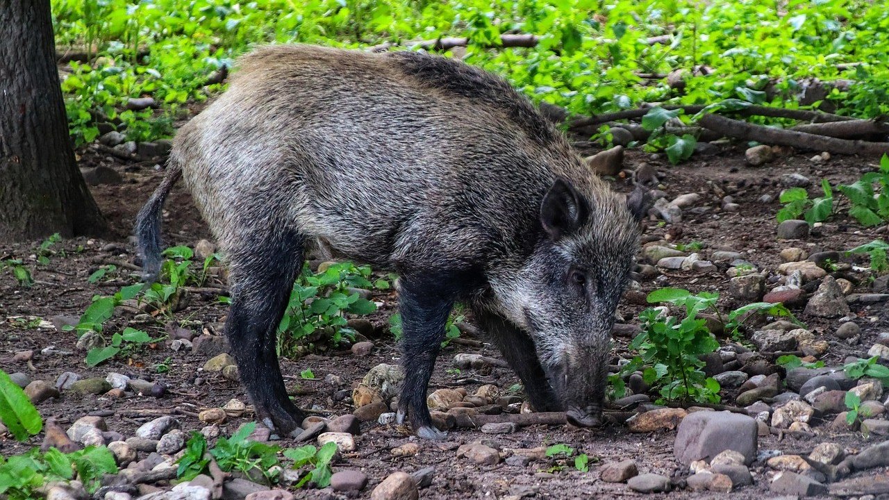 Wildschwein in freier Natur von Pixabay.com