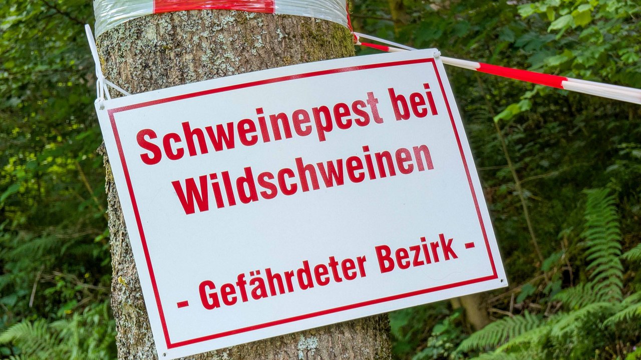 Vom „gefährdeten Bezirk“ zur „infizierten Zone“: Im Gebiet rund um den Fundort des infizierten Wildschweins gelten jetzt strenge Regeln für Jäger, Tierhalter und Bürger. von Nils Dinkel