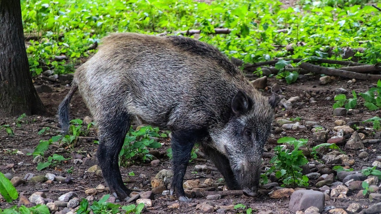 Bei einem Wildschwein in der Gemeinde Kirchhundem ist der Ausbruch der Afrikanischen Schweinepest amtlich festgestellt worden. von pixabay.com