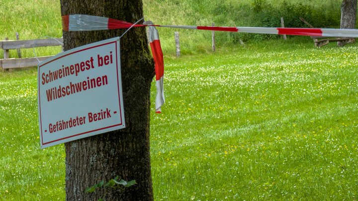 NRW-weit ist erstmals die Schweinepest aufgetreten. Der Kreis Olpe hat nun ein umfangreiches...