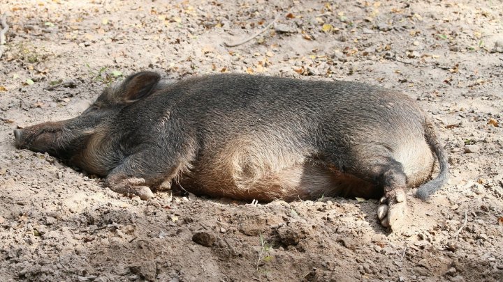 Wildschwein (Symbolfoto)