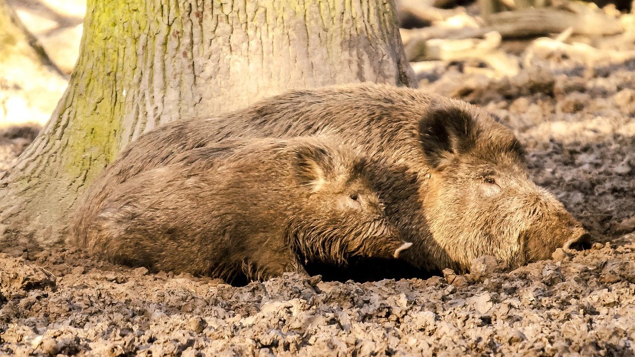 Wildschwein (Symbolfoto) von Pixabay.com