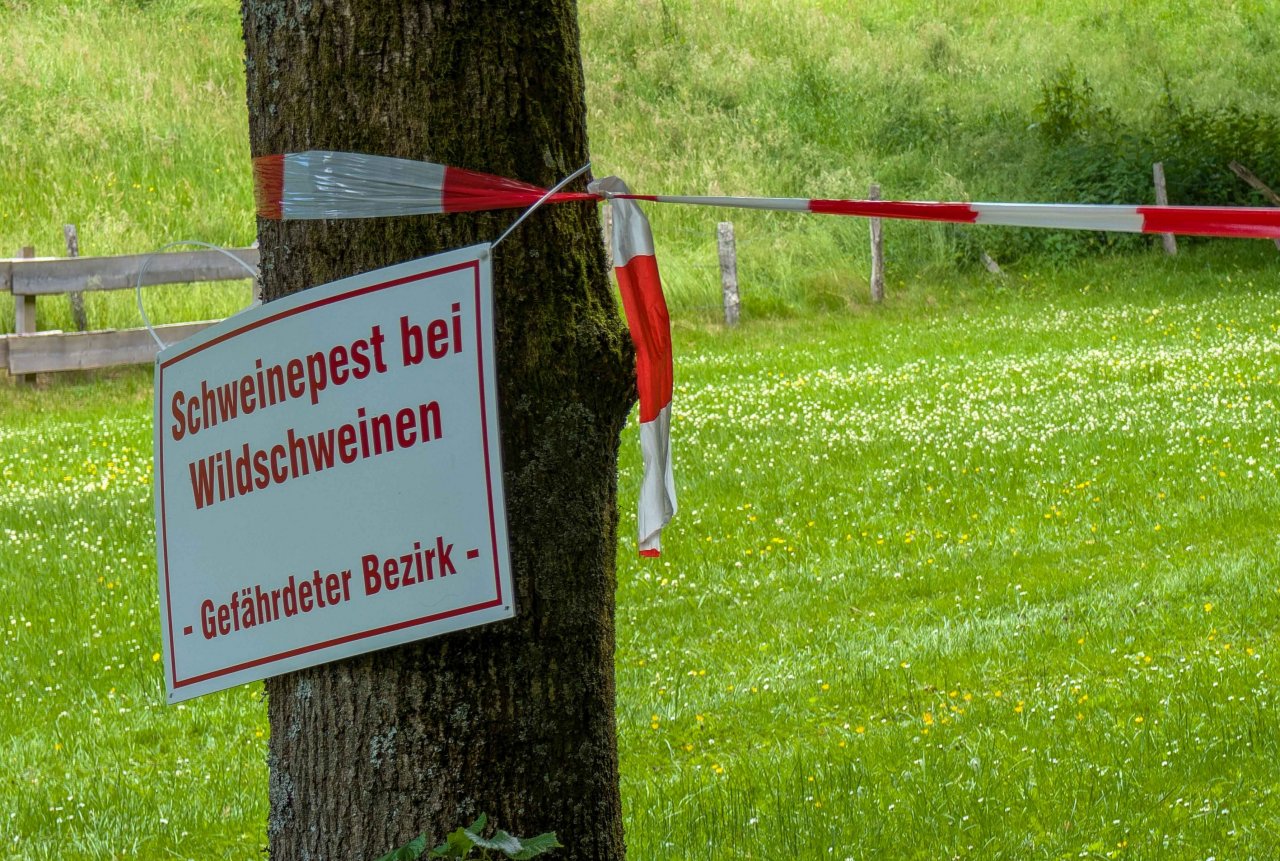 NRW-weit ist erstmals die Schweinepest aufgetreten. von Nils Dinkel