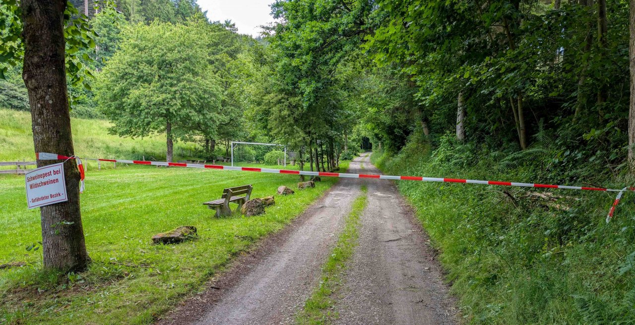 Im Kreis Olpe ist vor einigen Wochen erstmals in NRW die Schweinepest aufgetreten. von Nils Dinkel