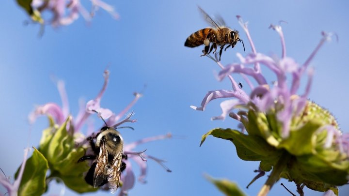 Beispielfoto: Bienen, Blumen, Natur