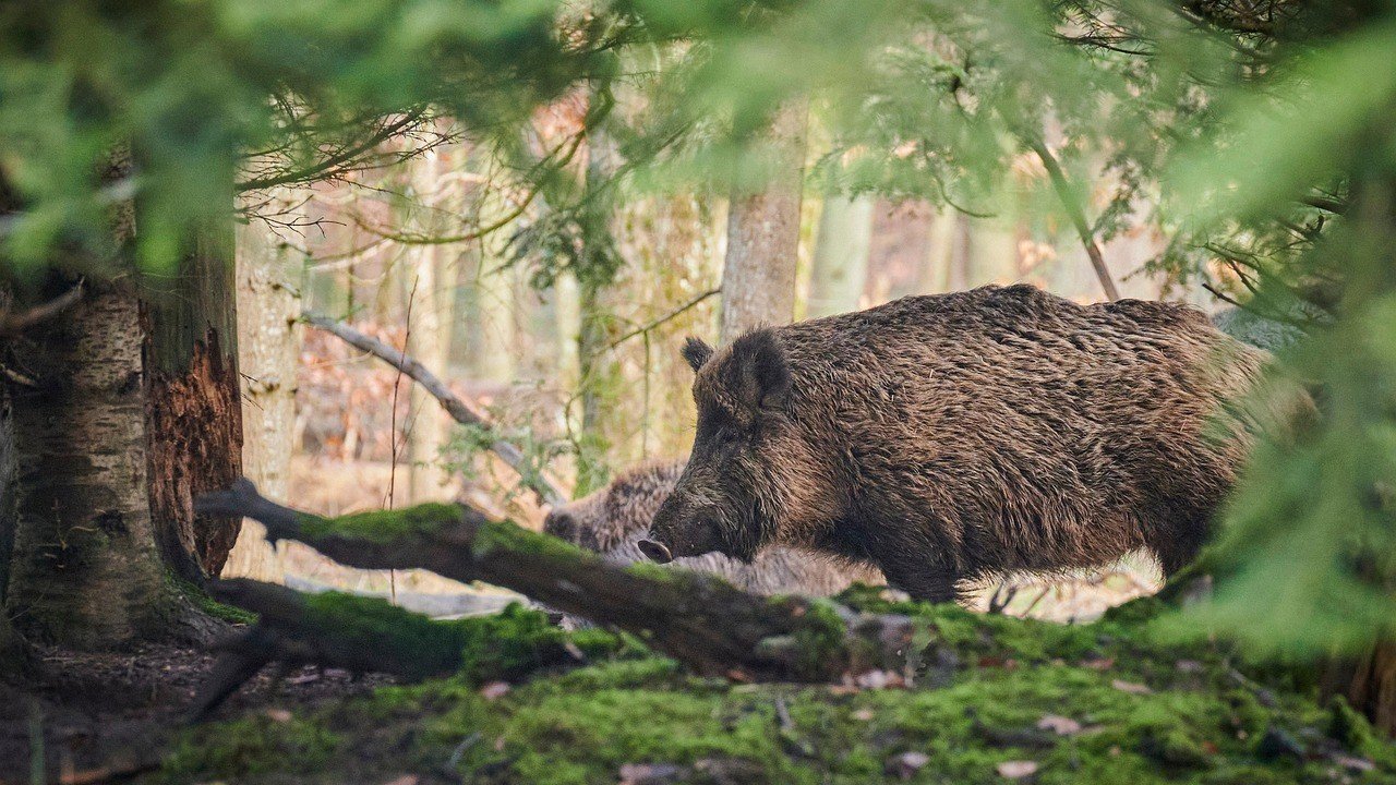 Wildschwein (Symbolfoto) von Pixabay.com
