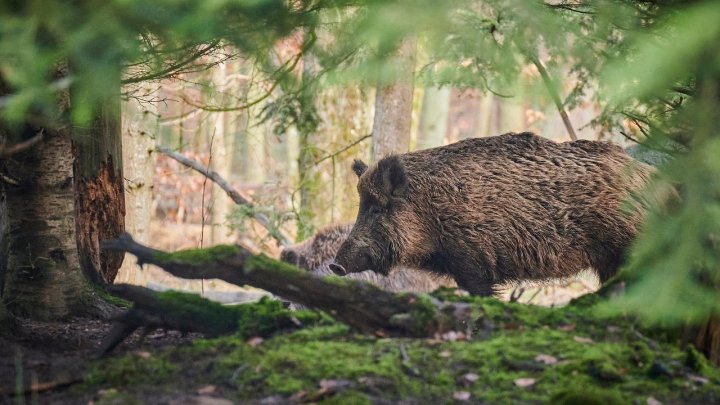 Wildschwein (Symbolfoto)