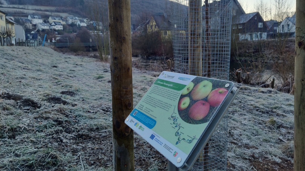 Im Rahmen des interkommunalen LEADER-Projekts „Essbare LenneSchiene“ sind jetzt Obstbäume u.a. am Barbaraufer in Meggen angepflanzt worden. Im selben Projekt findet bald ein kostenfreier Obstbaumschnittkurs in Plettenberg statt - auch für Lennestädter Bürger. von privat