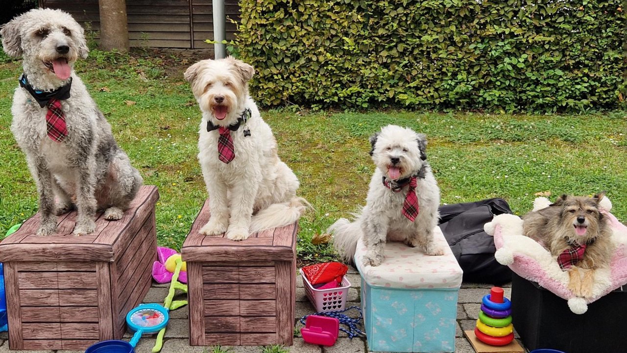 Die Hundeshow HotDogZ kommt nach Olpe. von Roswita Lachmann