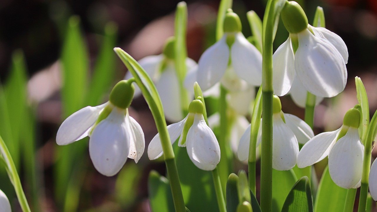 Symbolfoto Frühling von pixabay.com / Manfred Richter